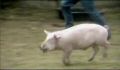 dr dolittle 3-avi_412.jpg